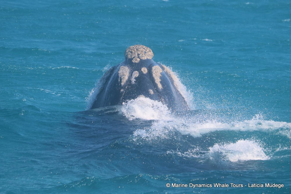 Southern right whale, whale watching, gansbaai, south africa,
