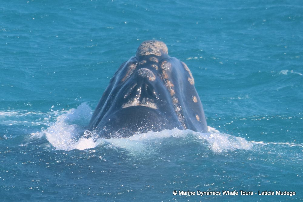 Southern right whale, whale watching, gansbaai, south africa,