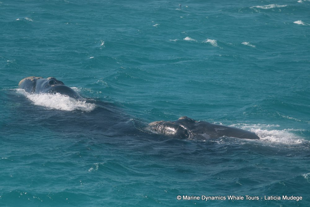 Southern right whale, whale watching, gansbaai, south africa,