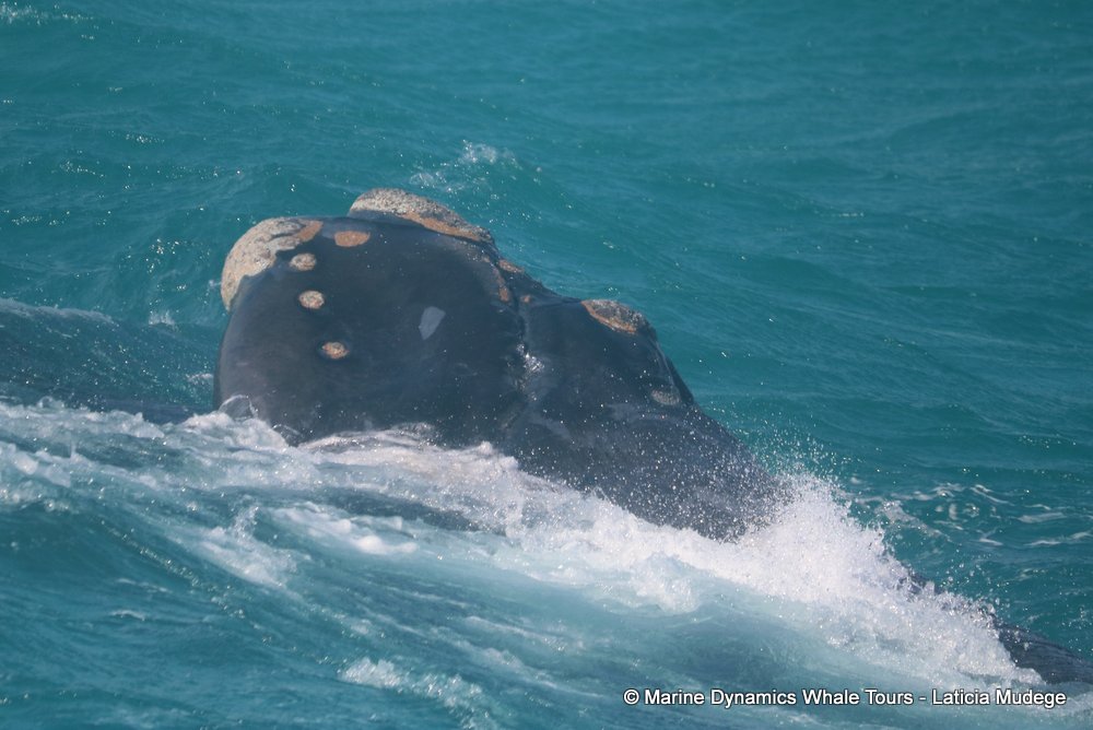 Southern right whale, whale watching, gansbaai, south africa,