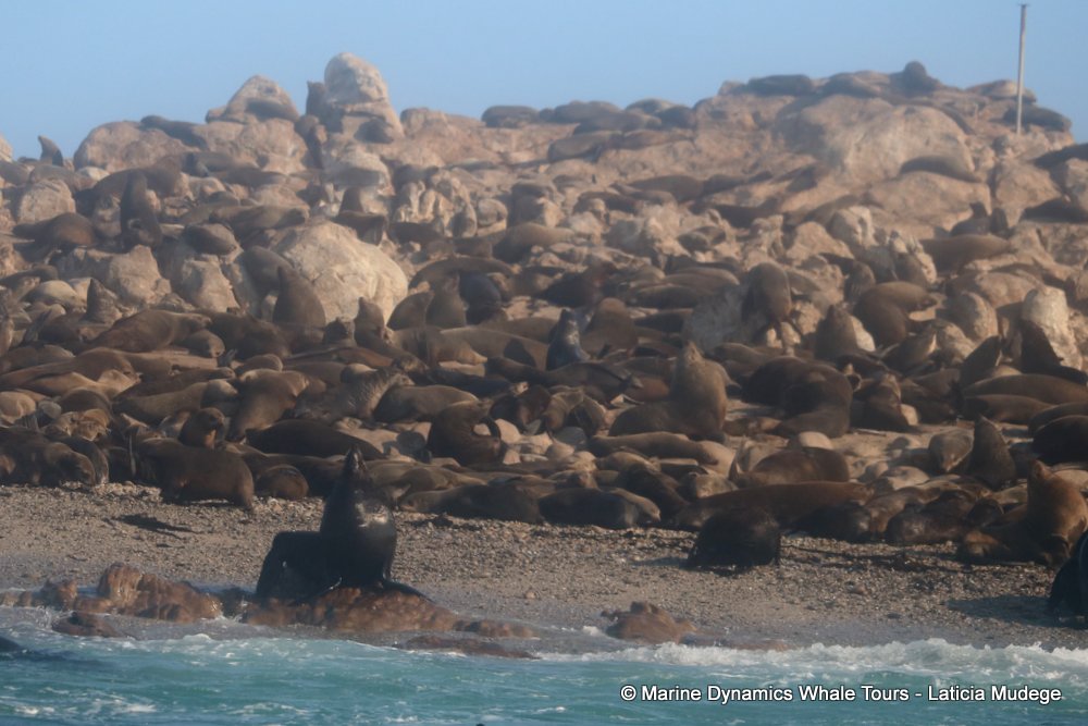 Cape Fur seals, whale watching, gansbaai, south africa