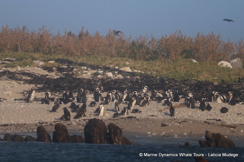 african penguin, whale watching, gansbaai, south africa