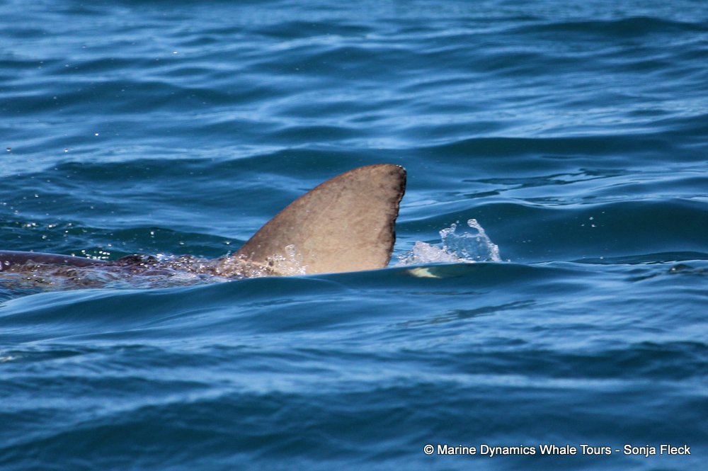 bronze whaler shark, whale watching, gansbaai, south africa,
