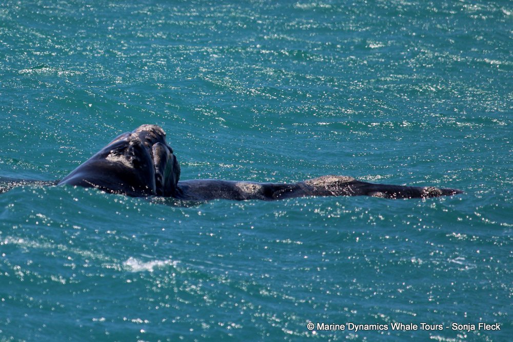 Southern right whale, whale watching, gansbaai, south africa,