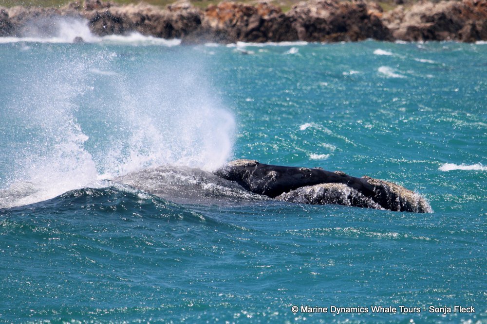 Southern right whale, whale watching, gansbaai, south africa,
