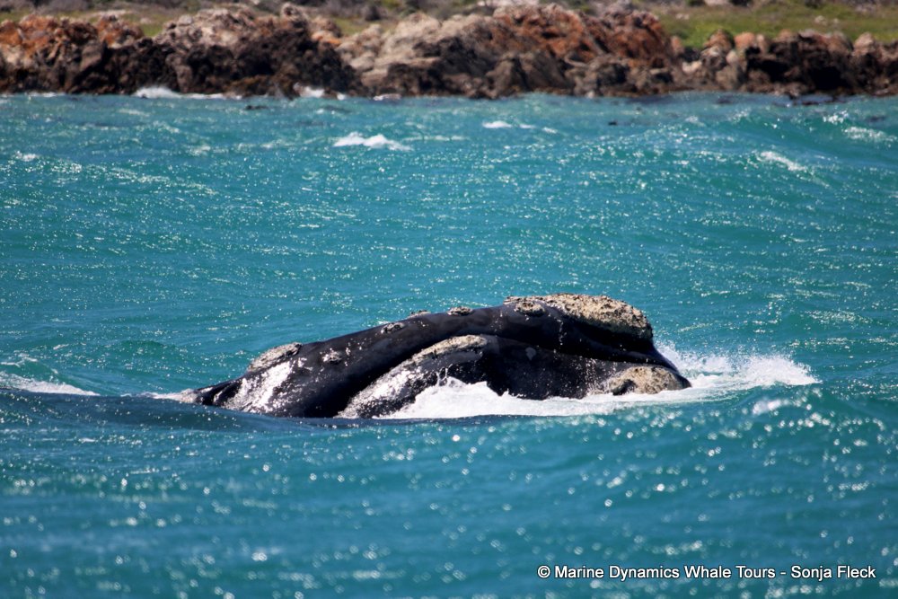 Southern right whale, whale watching, gansbaai, south africa,