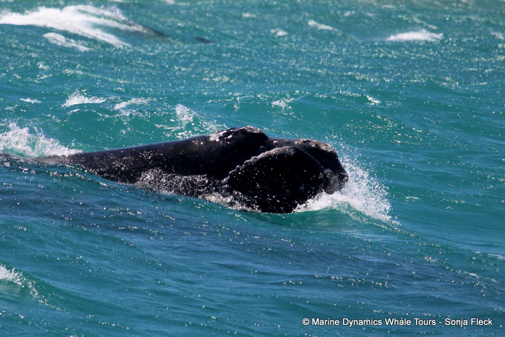 Southern right whale, whale watching, gansbaai, south africa,