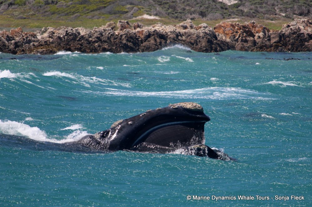 Southern right whale, whale watching, gansbaai, south africa,