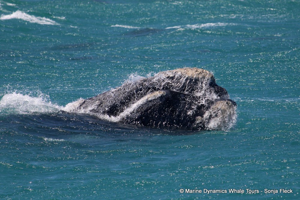 Southern right whale, whale watching, gansbaai, south africa,