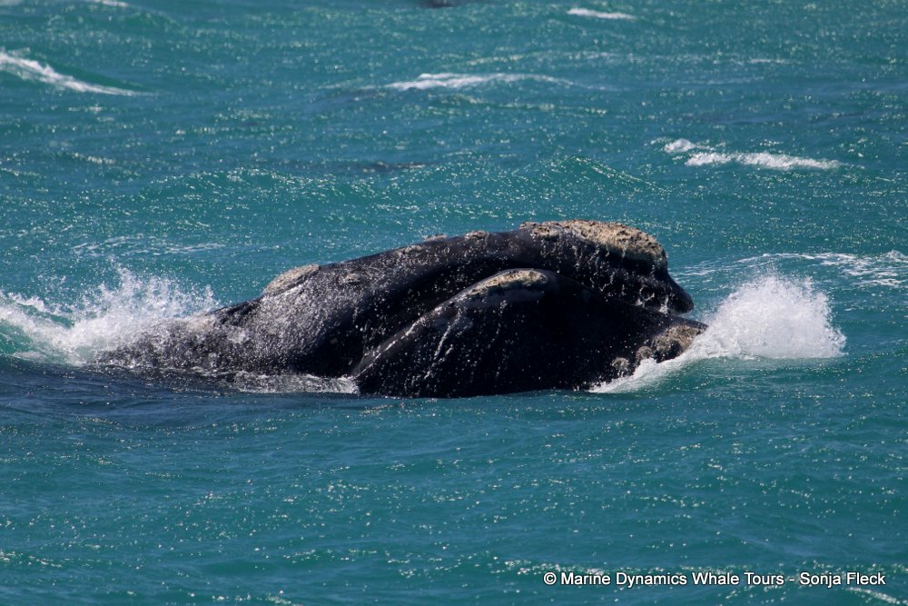 Southern right whale, whale watching, gansbaai, south africa,