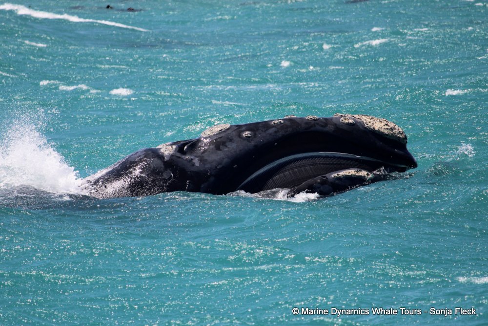 Southern right whale, whale watching, gansbaai, south africa,