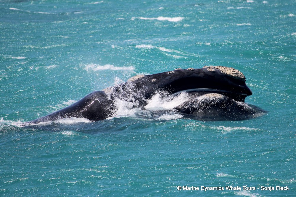 Southern right whale, whale watching, gansbaai, south africa,