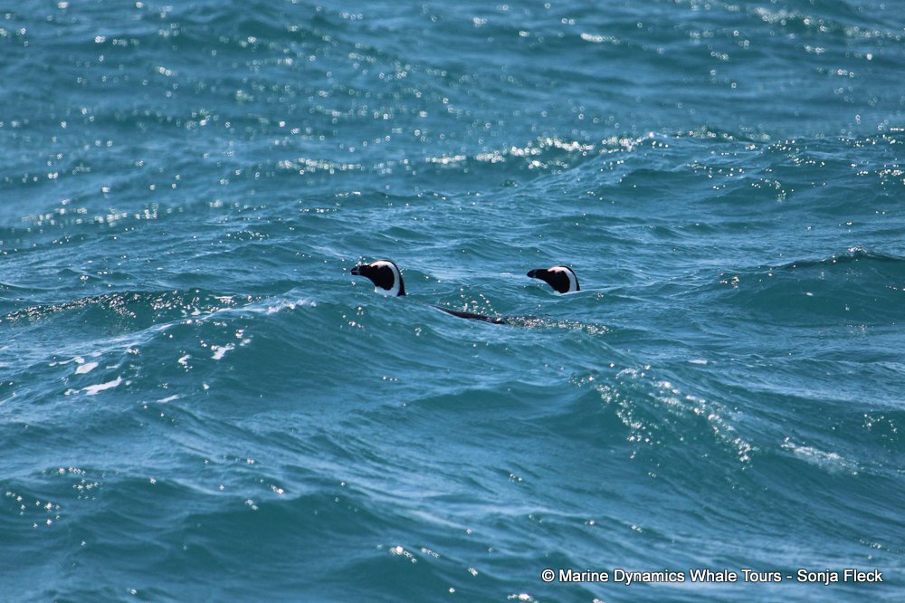african penguin, whale watching, gansbaai, south africa