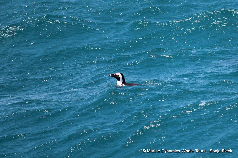 african penguin, whale watching, gansbaai, south africa