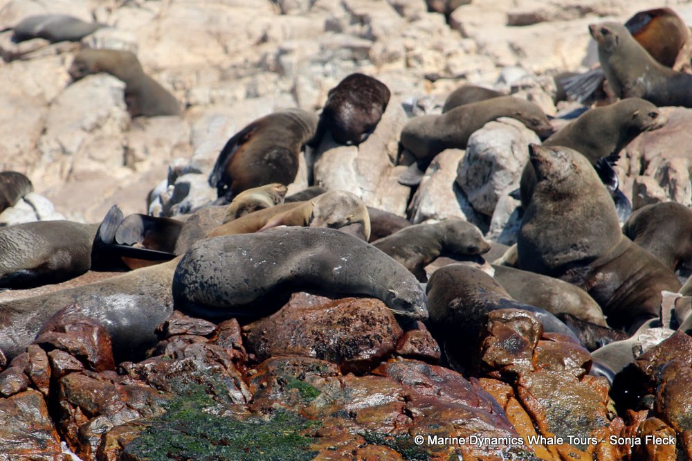 cape fur seal, whale watching, gansbaai, south africa