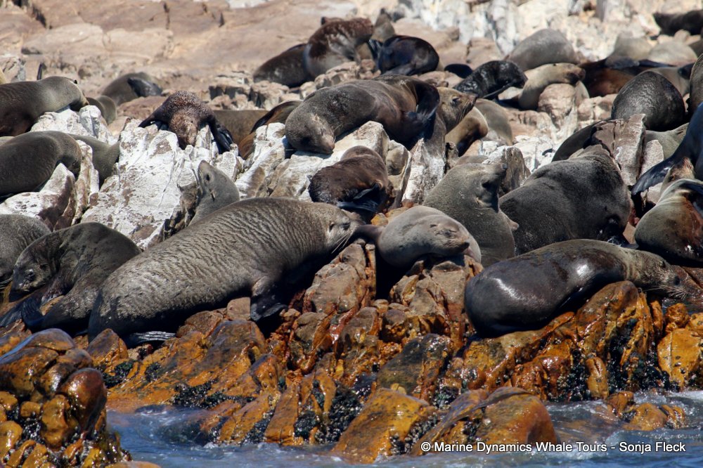 cape fur seal, whale watching, gansbaai, south africa