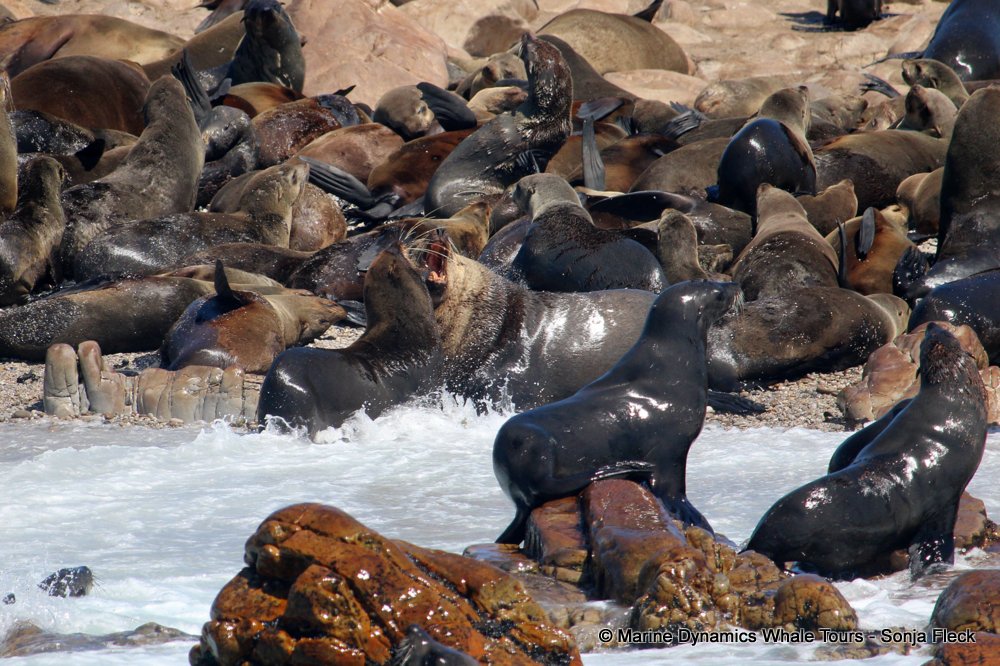 cape fur seal, whale watching, gansbaai, south africa