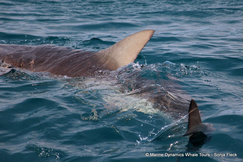 bronze whaler shark, whale watching, gansbaai, south africa,
