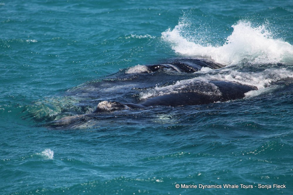 Southern right whale, whale watching, gansbaai, south africa,