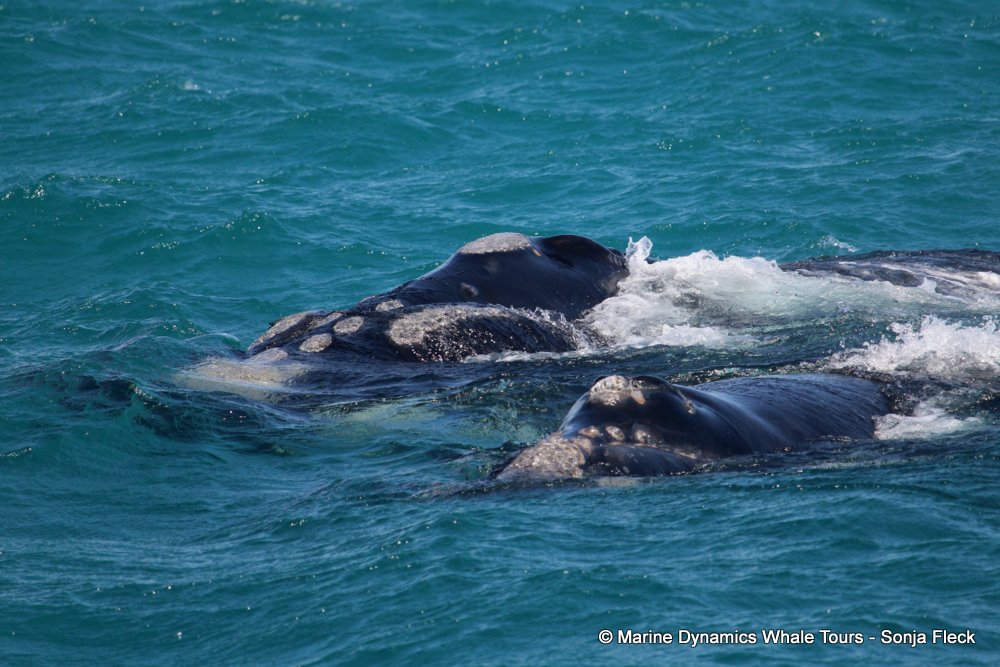 Southern right whale, whale watching, gansbaai, south africa,