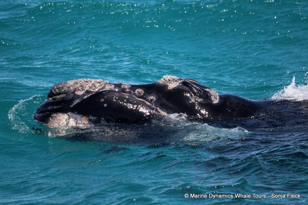 Southern right whale, whale watching, gansbaai, south africa,