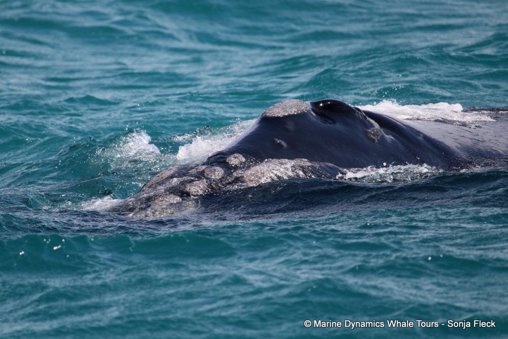 Southern right whale, whale watching, gansbaai, south africa,
