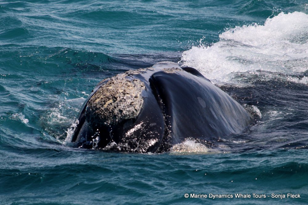 Southern right whale, whale watching, gansbaai, south africa,