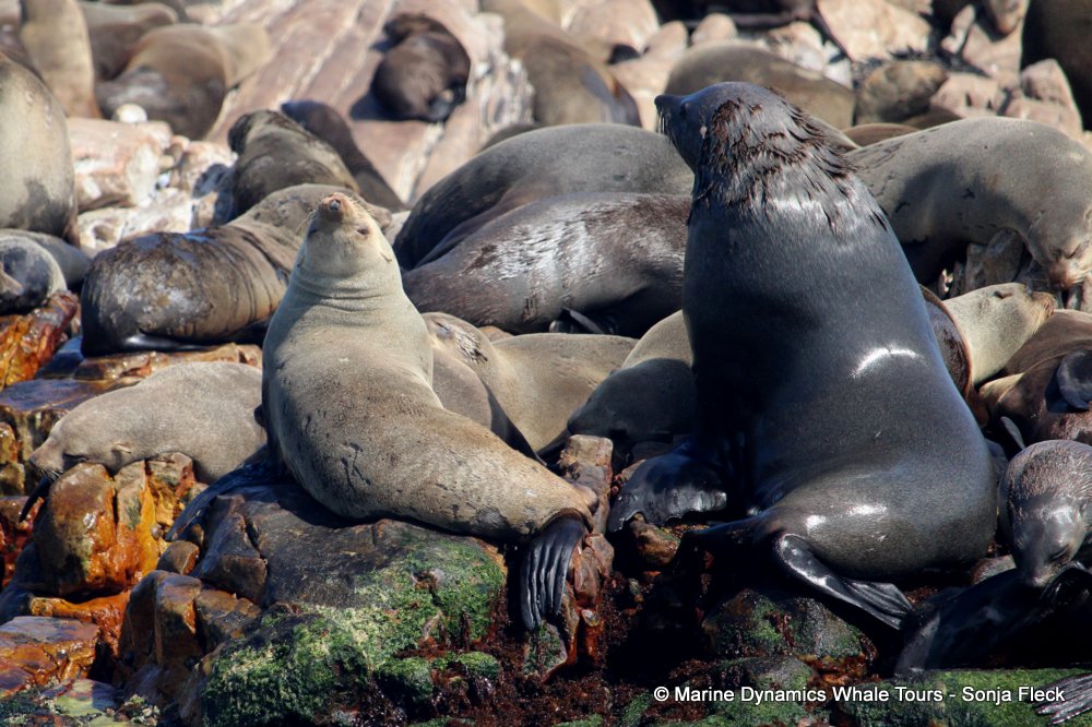 cape fur seal, whale watching, gansbaai, south africa