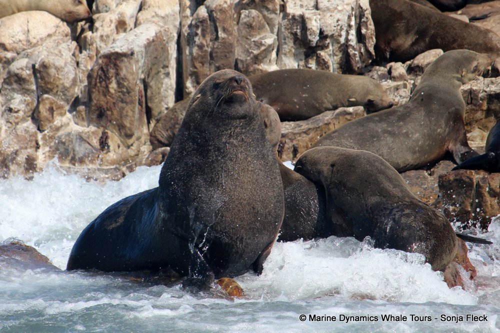 cape fur seal, whale watching, gansbaai, south africa