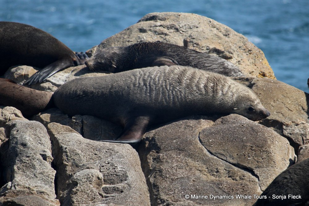 cape fur seal, whale watching, gansbaai, south africa