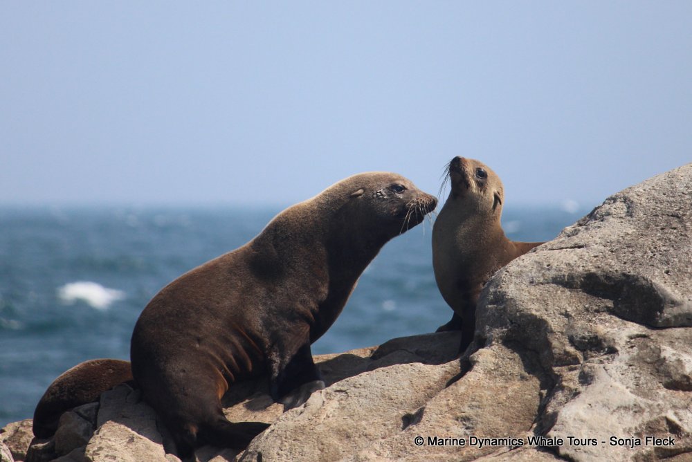 cape fur seal, whale watching, gansbaai, south africa