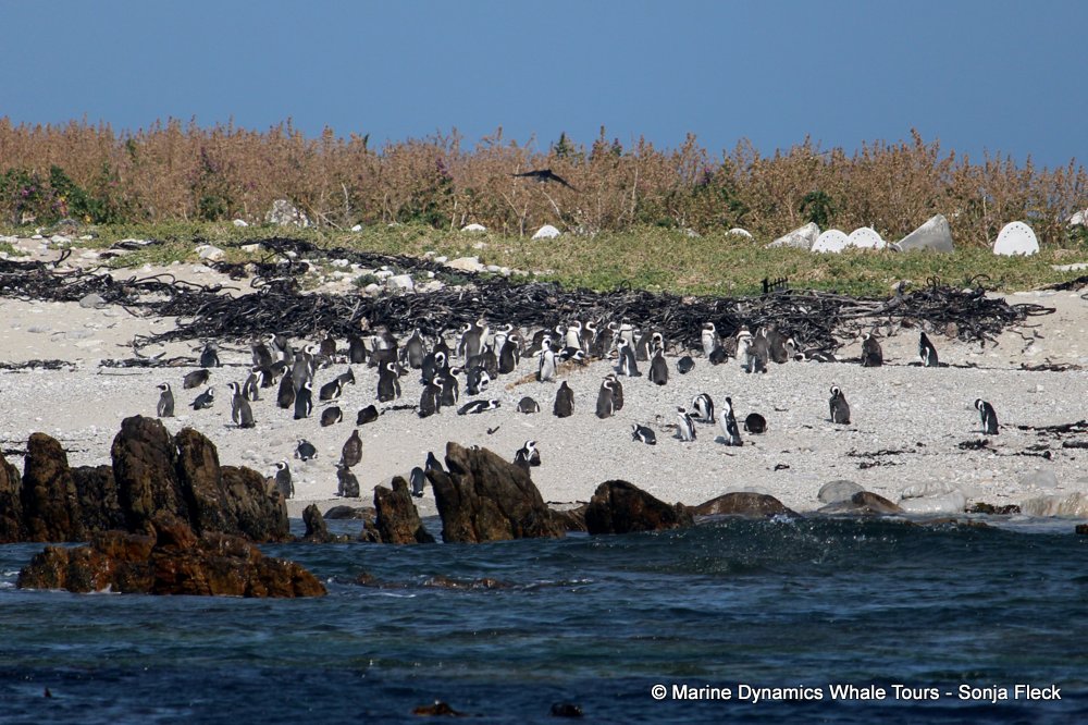african penguin, whale watching, gansbaai, south africa