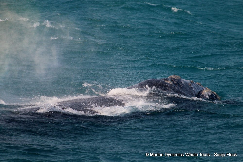 Southern right whale, whale watching, gansbaai, south africa,