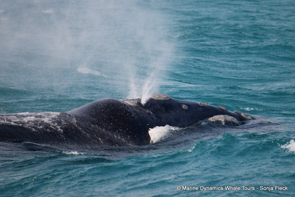 Southern right whale, whale watching, gansbaai, south africa,