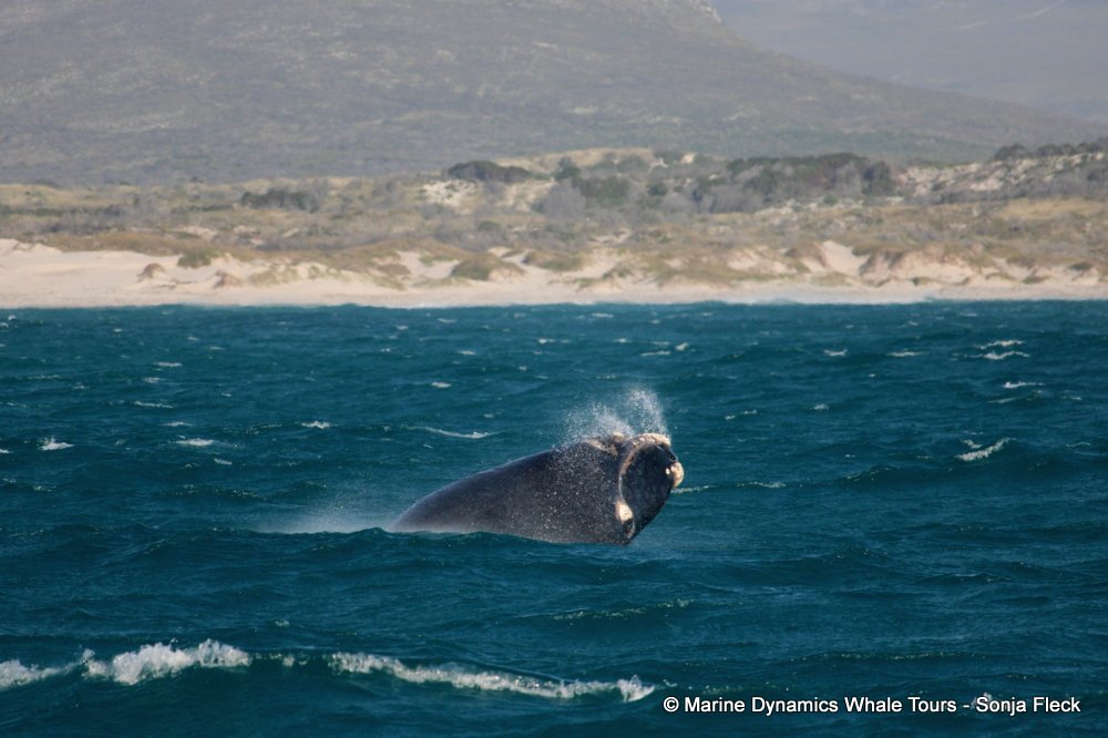 Southern right whale, whale watching, gansbaai, south africa,