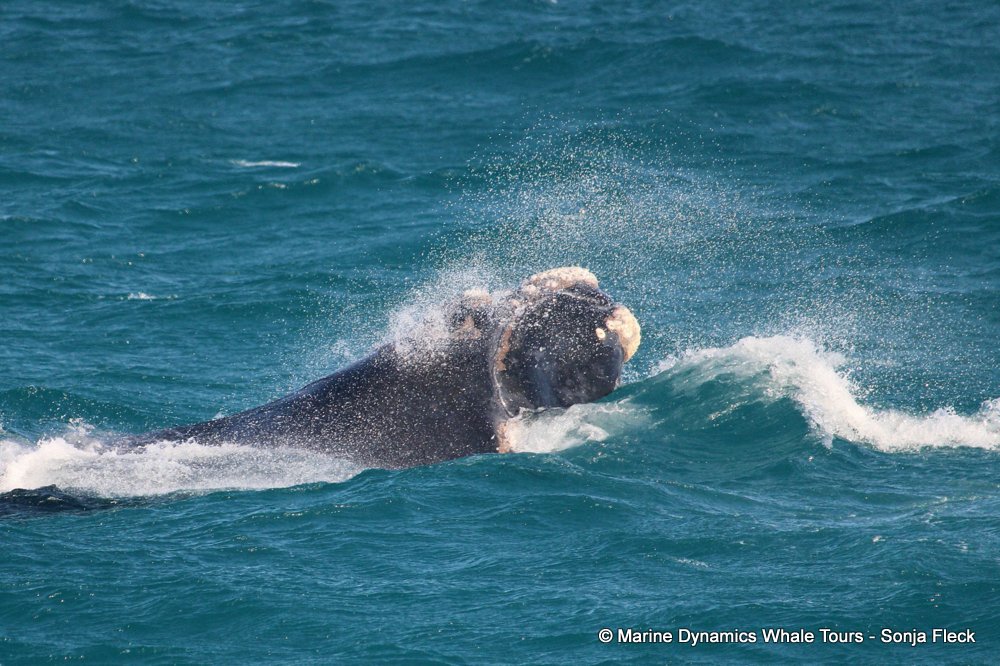 Southern right whale, whale watching, gansbaai, south africa,
