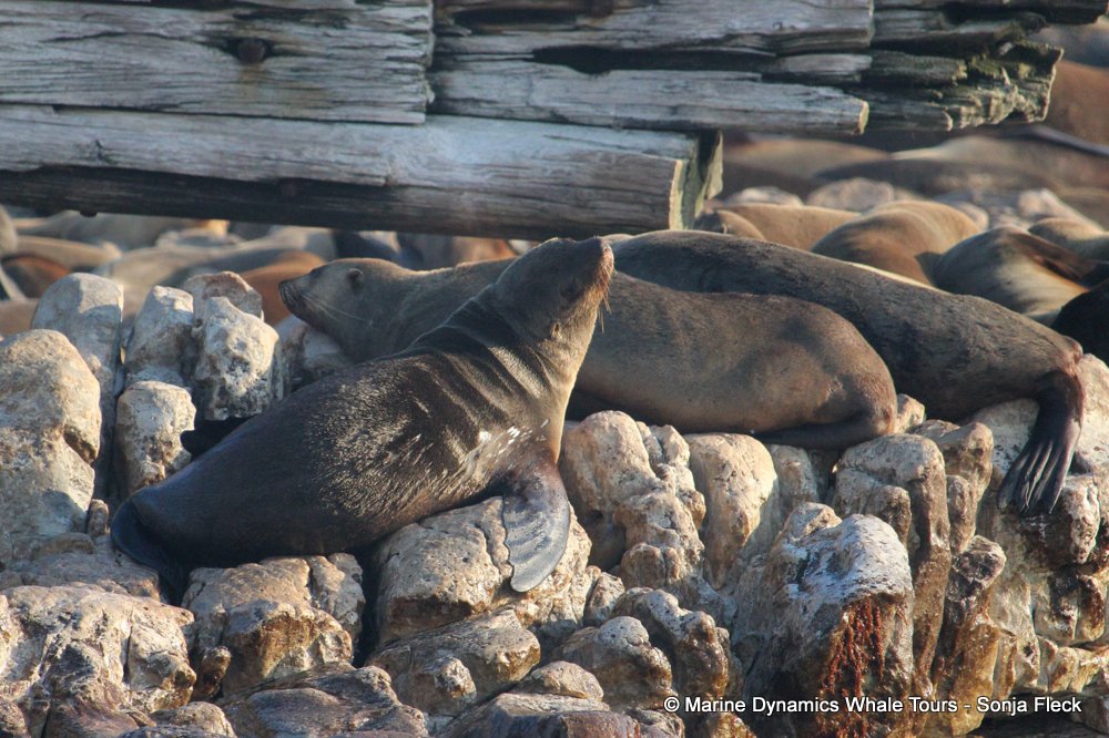 cape fur seal, whale watching, gansbaai, south africa