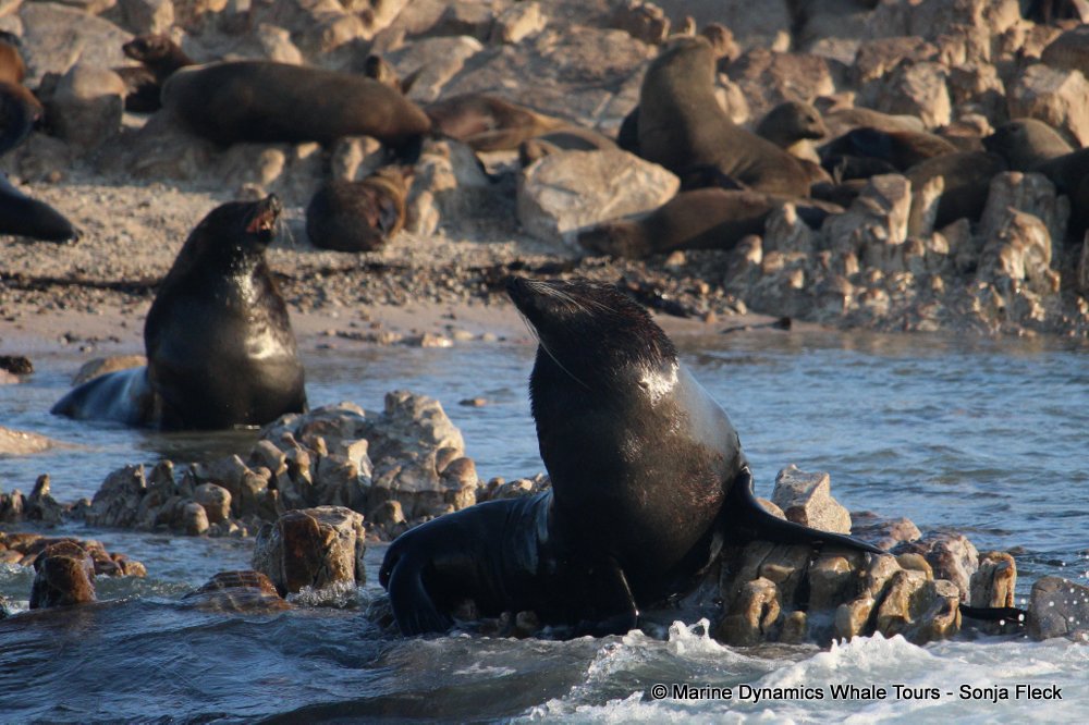 cape fur seal, whale watching, gansbaai, south africa