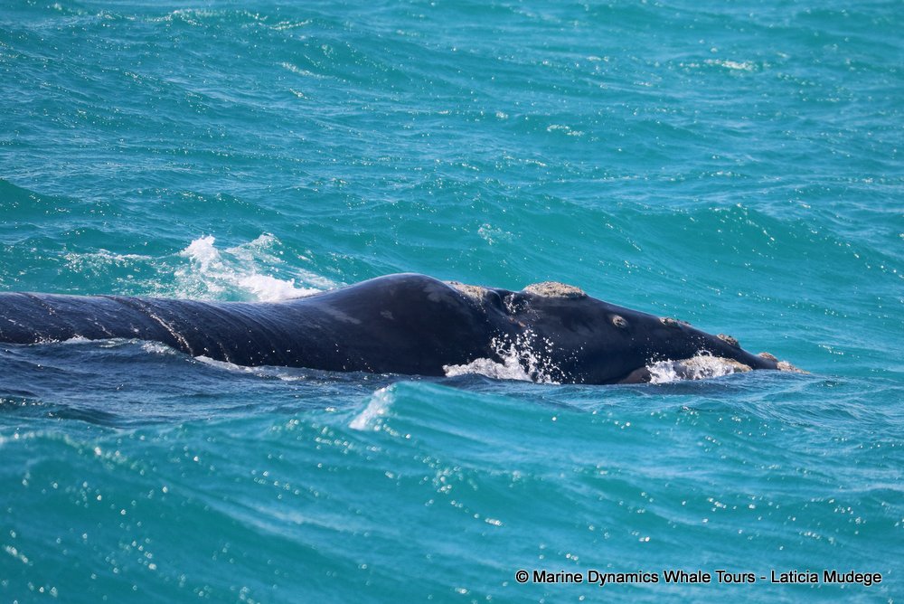 Southern right whale, whale watching, gansbaai, south africa,