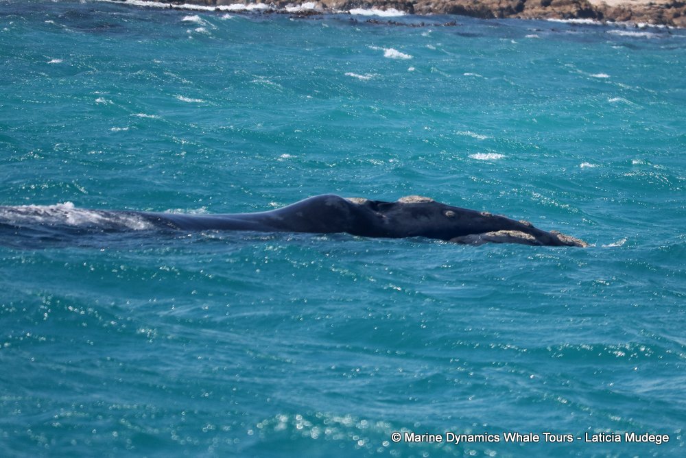 Southern right whale, whale watching, gansbaai, south africa,