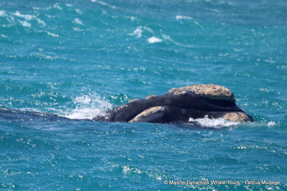 Southern right whale, whale watching, gansbaai, south africa,