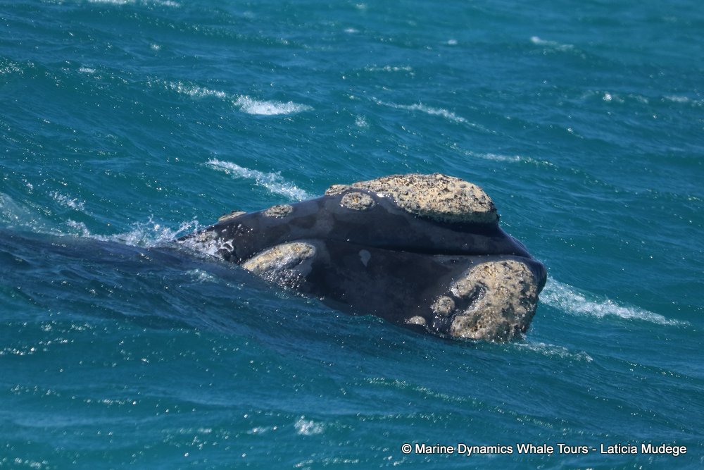 Southern right whale, whale watching, gansbaai, south africa,
