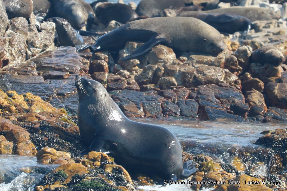 cape fur seal, whale watching, gansbaai, south africa