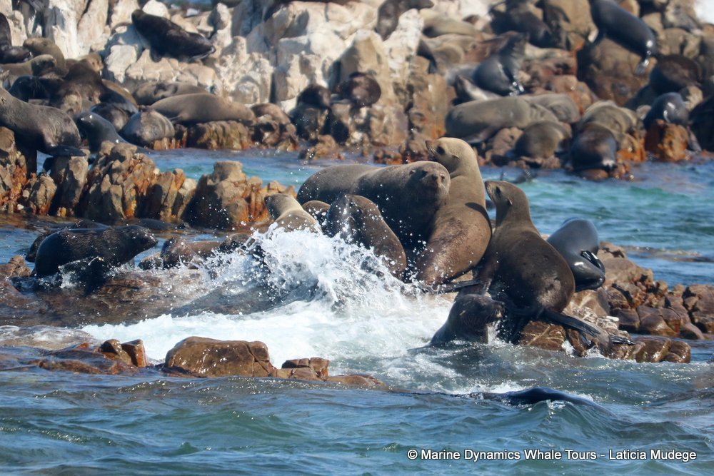 cape fur seal, whale watching, gansbaai, south africa