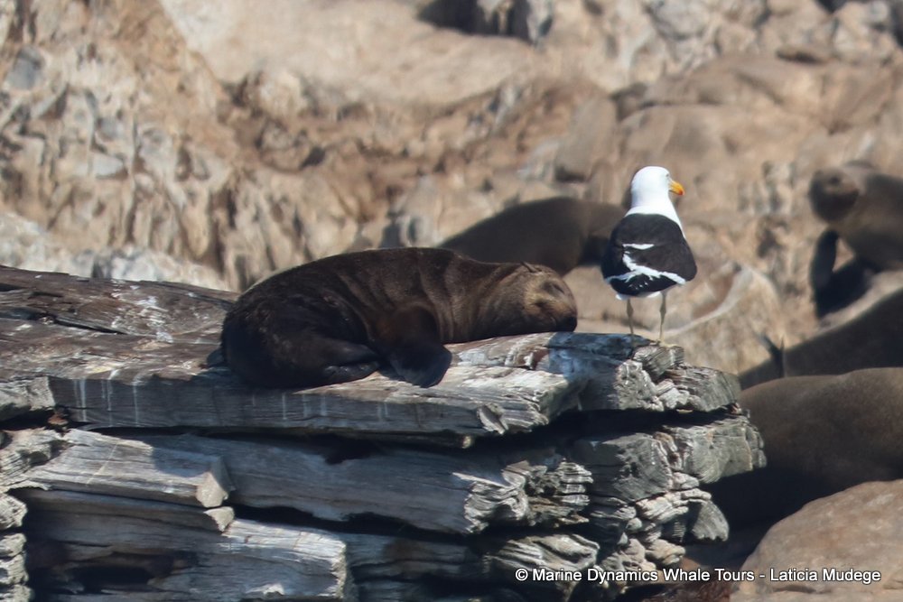 cape fur seal, whale watching, gansbaai, south africa