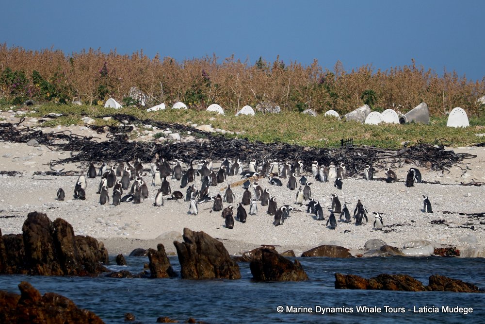 african penguin, whale watching, gansbaai, south africa