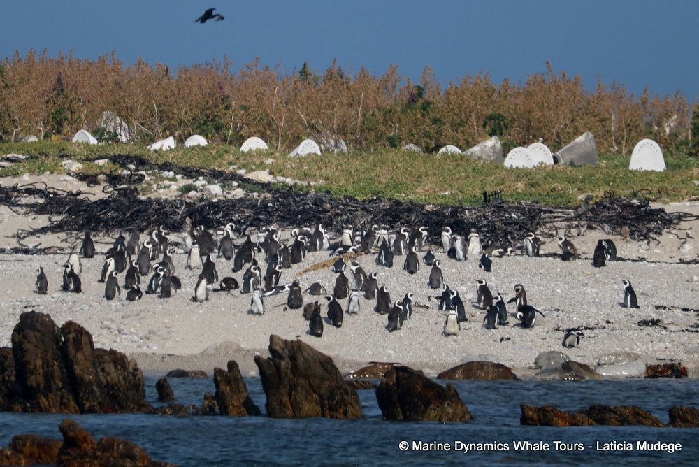 african penguin, whale watching, gansbaai, south africa
