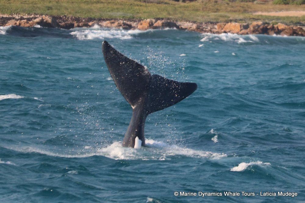 Southern right whale, whale watching, gansbaai, south africa,