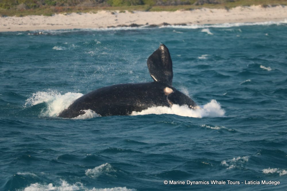 Southern right whale, whale watching, gansbaai, south africa,