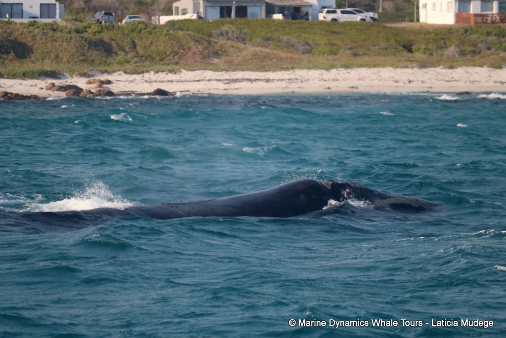 Southern right whale, whale watching, gansbaai, south africa,